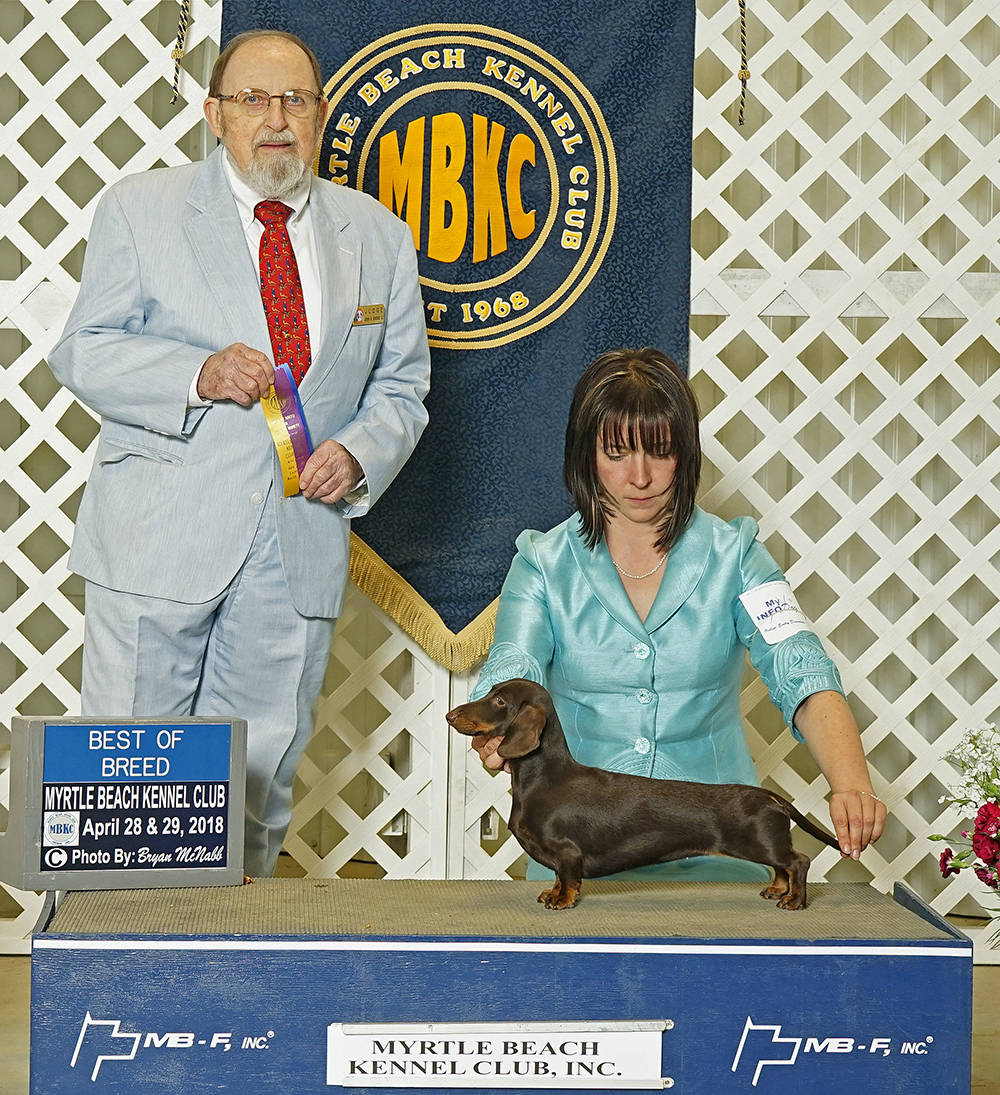 Champion AKC show Dachshund