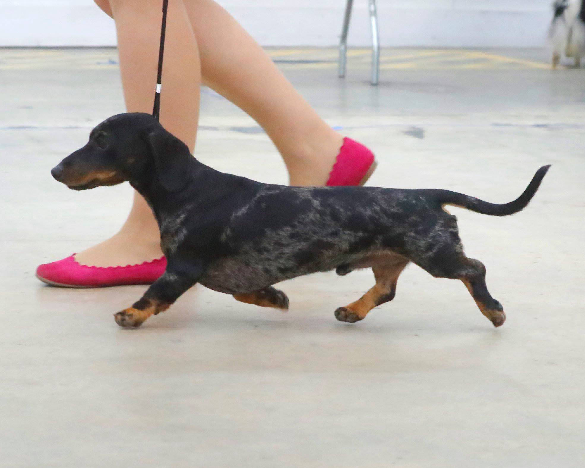 Ch.Zimerbude Cereteli