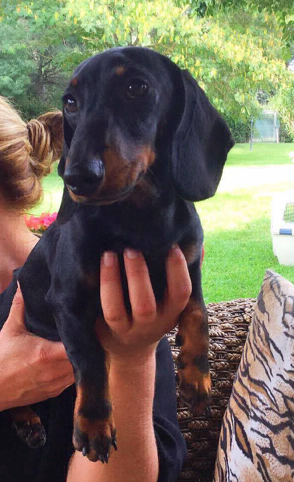 Mini Dachshund puppies