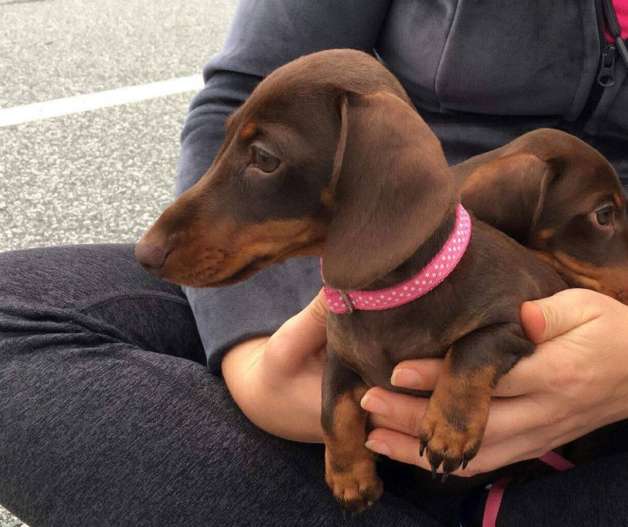 Dachshund smooth puppies