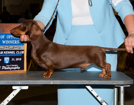 Chocolate Kaninchen Dachshund