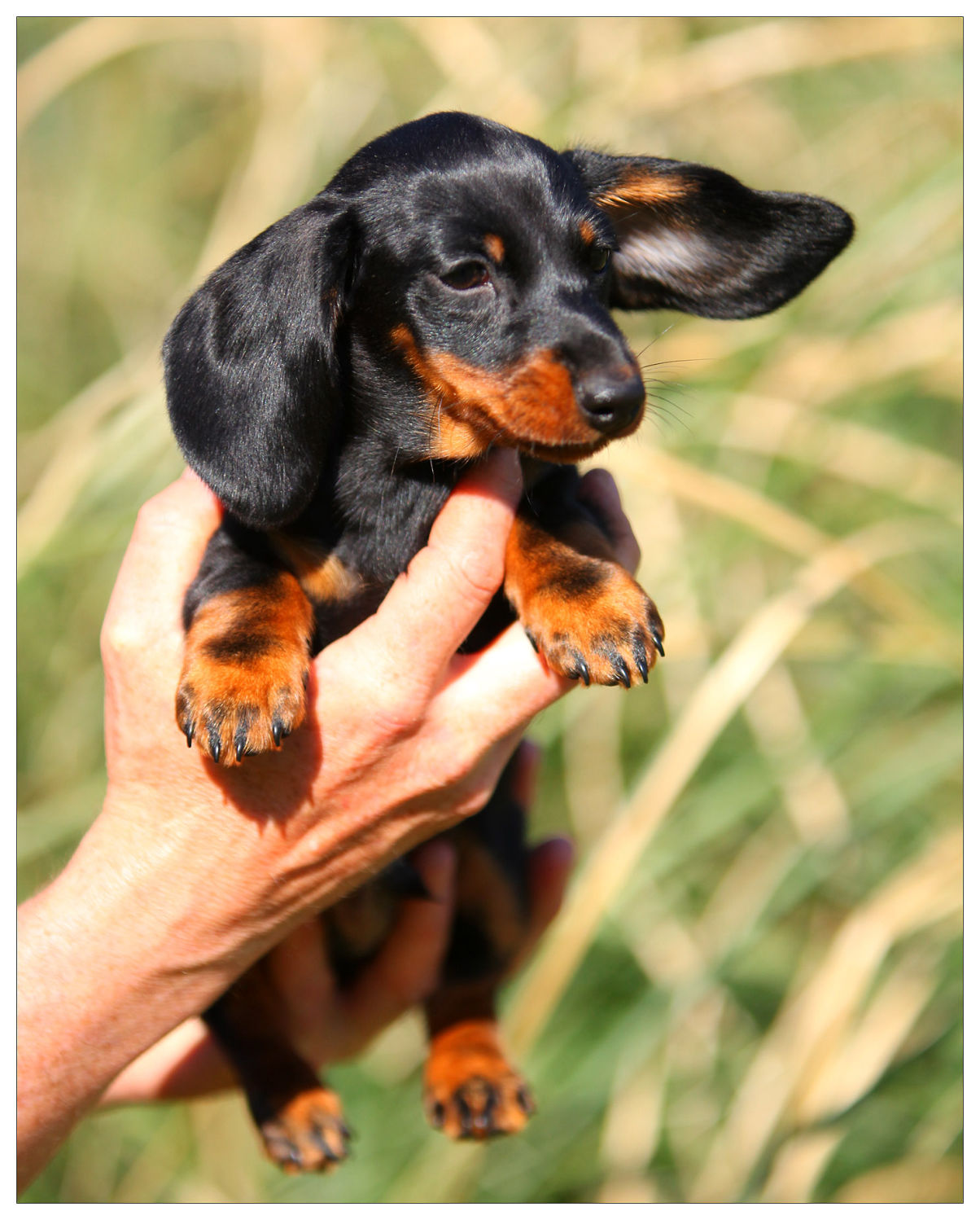 Altan's Smooth Miniature Dachshund Puppy