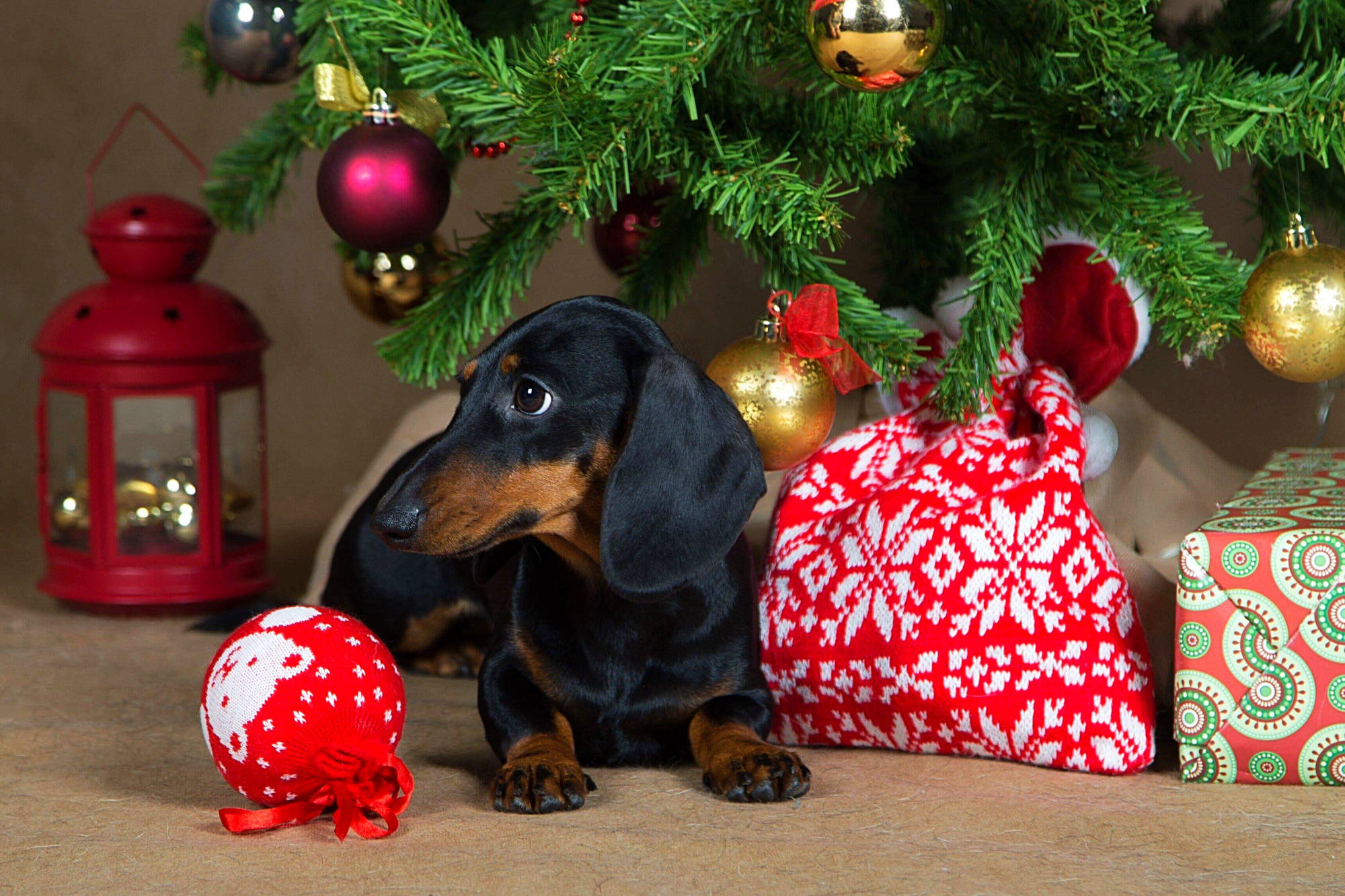 Champion Dachshund breeder