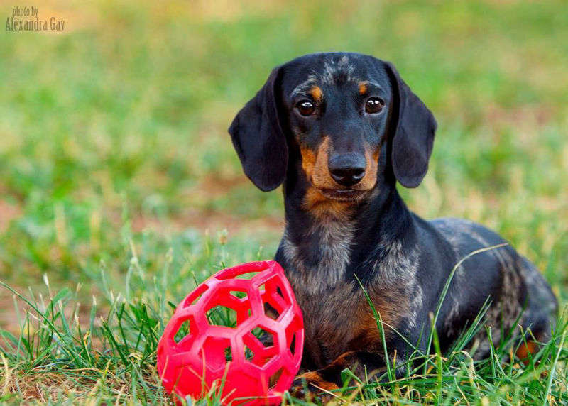 Miniature Dachshund Stud Dog North Carolina