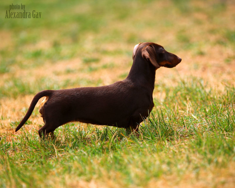 American Dachshund