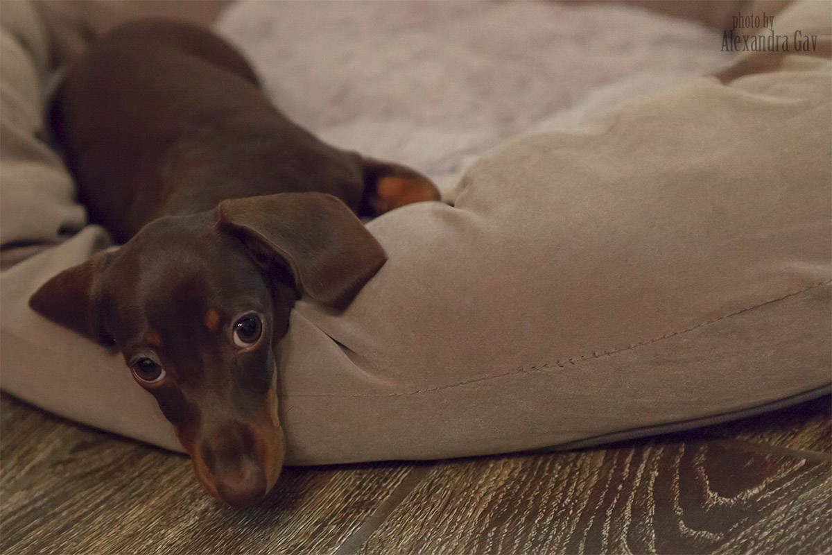 Dachshund show prospect