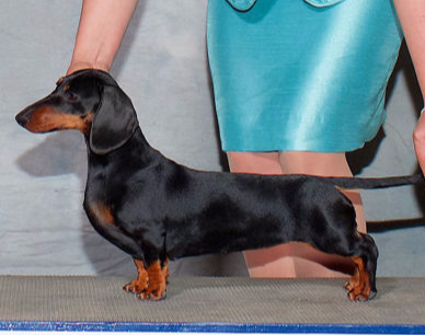 Champion Dachshund