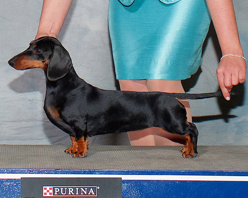 Champion Miniature Dachshund